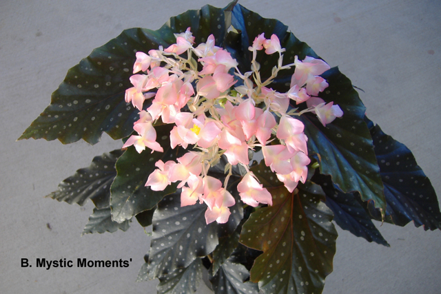 B. ‘Mystic Moments’